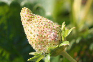 Unripe, white strawberry fruit with white powdery growth visible on seeds and flesh surrounding seeds.