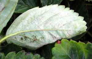 Strawberry leaf underside that is mostly obscured by a white, powdery coating. There is a cluster of several small black splotches growing in the white powder. 