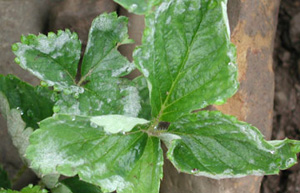 White powder growing on upper side of strawberry leaves. Leaves are curled upwards.