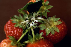 Cluster of strawberry fruit with distinct, powdery white discoloration on fruit stems.