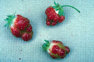 Ripe strawberry fruit with "belt-squeezed" appearance.