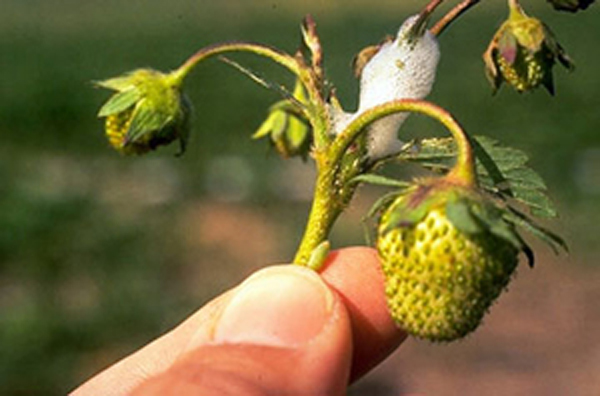 Unripe cluster of strawberry fruit attached to stem is held by a hand. There is a mass of white foam on stem junction. A small green insect with a pointy head is visible at base of stem, below the spittle mass.