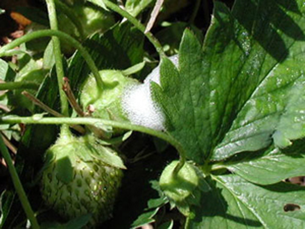 Strawberry plant with white foamy blob between leaves and unripe fruit.