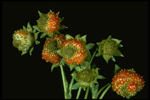Strawberry fruit with red, ripe tops and green, seedy, under-developed tips.
