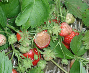 Ripening strawberry fruit. One fruit is red on underside but upward-facing half is beige in color and wet-looking.