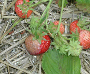 Strawberry fruit on straw half covered in a beige, blister-like mark. 