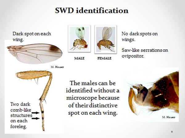 Male SWD have one dark spot on the distal upper section of each wing, and two dark comb-like structures on each foreleg. Female SWD have no dark spots on wings, and have saw-like serrations on ovipositor. Male SWD can be identified without a microscope because of the distinctive spot on each wing.