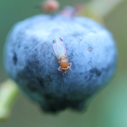 Blueberry with insect sitting on surface. Insect is fly with orange head and abdomen and translucent, iridescent wings. Fly has red eyes.