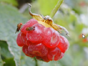 Raspberry on bush, with two small flies sitting on fruit surface. The fly on the left is viewed from the side. It has big red eyes and a humpback appearance. The fly on the right is viewed from above and appears slightly smaller. Two spots are present on the lowest point of the wings of the right insect, one at each wing bottom. 