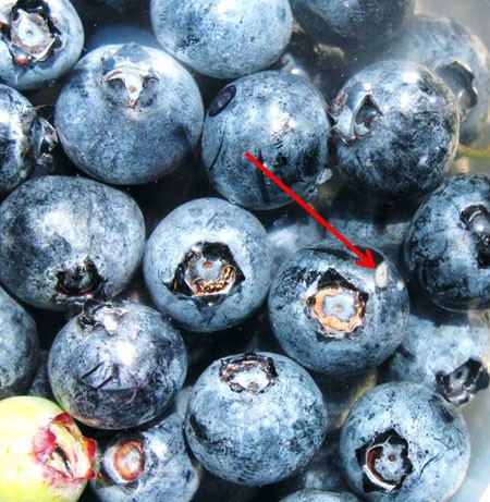 Picked blueberries with one white, oval-shaped larva sitting on surface of blueberry. An arrow points to the larva.