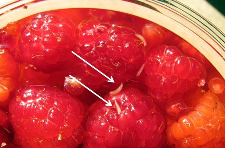 Fresh raspberries sitting in sugar syrup. There are small, white larva floating near the surface of the syrup, approximately as long as 1-2 raspberry drupelets. 