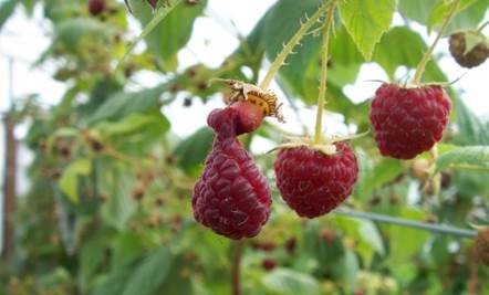Raspberry bush with three ripe fruits. One of the raspberries is barely hanging on to its receptacle. The upper drupelets appear to be liquefying and becoming soft, causing the berry to detach from the receptacle. 