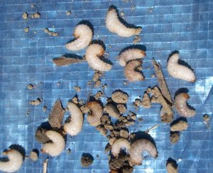 Multiple larvae on blue tarp with dirt. Larvae are fat, white-beige, with spiny appearance due to ridges on soft bodies. Small larval heads are orange-brown. Larva are curled up into letter C shapes.