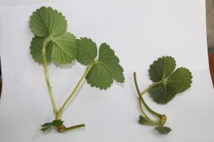 Back side of two strawberry runners on white background. Runner on left is healthy with pale green leaf undersides. Right runner is crumpled and has olive green leaf undersides with a noticeable decrease in overall turgor.