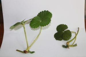 Two strawberry runners on white background. Runner on left is healthy and turgid. Runner on right appears wilted and has darker olive color throughout.