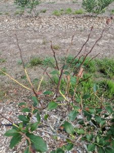 Defoliated blueberry bush with black twig tips. Black regions of twig extend halfway down twigs, below which healthy green tissue is visible. Healthy blueberry plant beside infected plant is in full leaf.