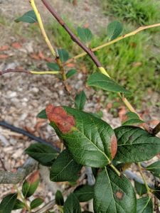 Blueberry leaf with several rusty patches. Patches are on leaf tip and side. In background, dark brown canker is visible on branches.