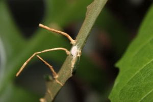 Pale pink insect with round-ovoid body on stem of houseplant. Insect has many broad horizontal segments and two long tapering tails attached to its round bottom. Insect appears somewhat fuzzy or cottony.