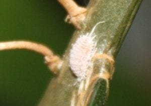 Pale pink insect with round-ovoid body on stem. Insect has many broad horizontal segments and two long tapering tails attached to its round bottom. Insect appears somewhat fuzzy or cottony.