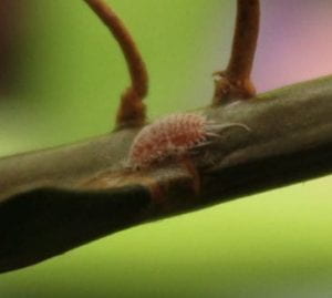 Side view of small, pale pink segmented insect. Insect resembles roly poly, with multiple broad segments and tapering bottom. 
