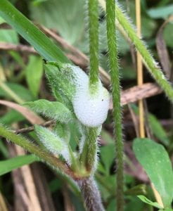 A weed stem with a mass of white foam perched at a junction between stem and leaf. 