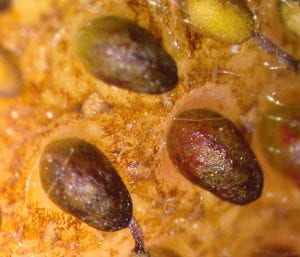Close-up of strawberry skin with four seeds in frame. The skin is mottled by uneven, lacy patches of bronzing.