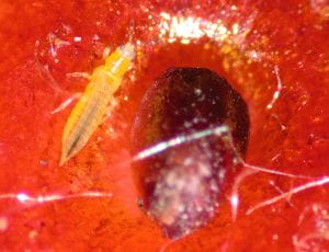 Extreme close-up of a yellowish insect with a long, pointy abdomen. The insect is sitting on strawberry fruit skin on strawberry beside a strawberry seed. The seed is twice as big as the insect.