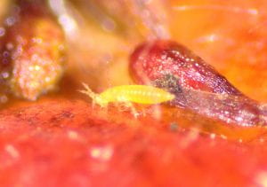 Close-up of a yellow insect with straight antenna standing on the surface of a ripe strawberry. Surface looks slimy as thrip has eaten the top layer of strawberry flesh. 