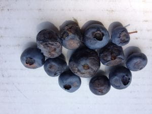 Cluster of blueberries with wrinkled, orangish areas on sides of berry.