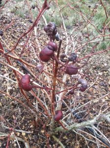 Dormant blueberry bush with several swellings roughly the size and shape of unshelled peanuts. Swellings are maroon in color and are located on twigs off of the main branch at varying heights.