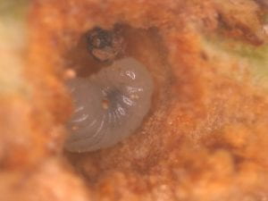 Close-up of a curled, translucent larva inside of a frass-lined tunnel. Larva has no discernible limbs or features.