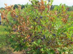Blueberry bush with several branches with tan, dry leaves. Most branches are healthy and green. Ripe blueberries on bush appear slightly shriveled.