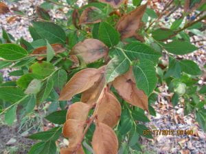 Blueberry bush viewed from above. Individual branches are entirely brown and leathery, while other branches are entirely healthy and green.