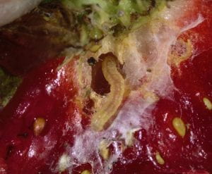 Leafroller larva dwelling in a hole in a ripe strawberry fruit. 