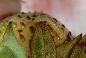 Leafroller larva traveling along unripe strawberry. Larva is approximately one sepal-length long.