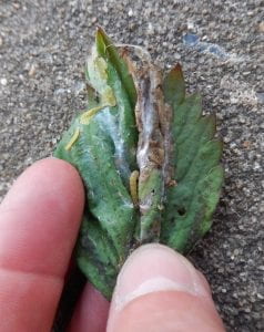 Leafroller larva visible in strawberry leaf. Webbing and damaged leaf tissue is present. Larva is no longer than adult human thumbnail.