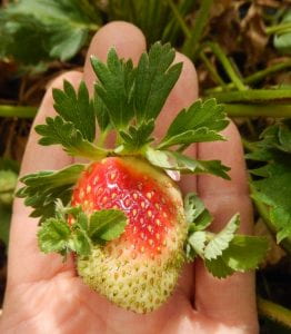 Half-ripe strawberry fruit sprouting leaves from seeds on fruit. 