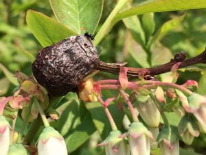 Blueberry branch with cluster of blossoms, leaves, and large dark corky mass situated above blossom cluster. A black wasp the size of a pinhead is perched atop the black gall.