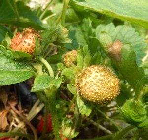 Unripe strawberry fruit growing on plant. Fruits appear to be in green and pink stage of ripening, but instead have a bronze color. Bronze color is most prominent in skin surrounding seeds.
