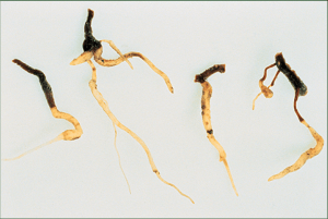 Four excised, cleaned roots against white background. Roots have small black lesions and appear stubby and malformed.