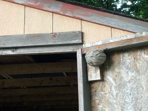 Soccer ball-sized, spherical nest made of papery swaths of gray-brown material. Nest is attached to lower ledge of door that opens into barn, facing barn inside.