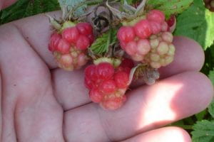 Three raspberry fruit held up in hand. Fruit appear halfway-ripe. Many drupelets are misshapen and under-developed.