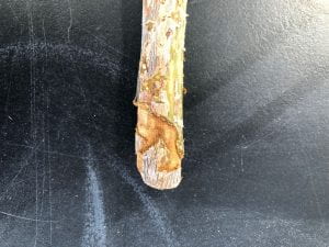Cut-off blueberry cane with S-shaped tunnel bored on bark surface.