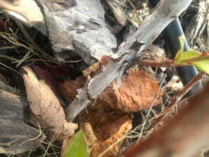 Base of blueberry cane with a thin strip of bark missing. The damage is winding and traverses the cane horizontally.