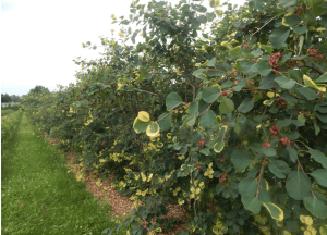 Row of tall berry bushes with green leaves and ripening berries. The leaves closest to the outside of the planting, beside the tractor path, display bleaching and discoloration. Leaves further inside of the bush are healthy and green. Discolored leaves are either entirely yellow, or have a thick yellow border on the outer margins. 