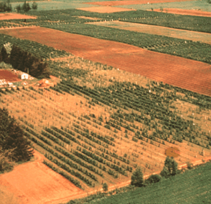 Aerial view of field with berry planting. Berry bushes are patchy, with large swaths of bare field and patches of green bushes with irregular borders. Bordering fields are entirely green with no patches. 