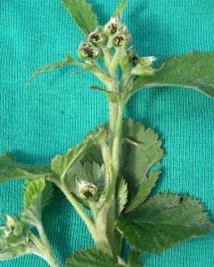 Blackberry branch on blue background. There are multiple flower buds along the branch, and each flower has a black center. The branch is otherwise healthy and green.