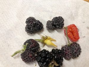 Circle of berries on paper towel. Black raspberries, red raspberries, and blackberries are all malformed. Berries appear duplicated and merged. In the center of the circle, there is a receptacle with two points showing how even the receptacle is doubled and malformed.