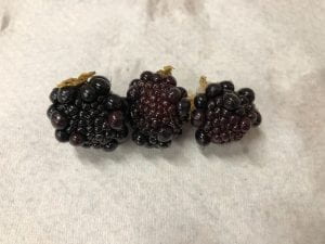 Three blackberries lined up on paper towel. Blackberries have larger drupelets irregularly distributed on the outer edges of the fruit, and large clusters of small drupelets. Small drupelets are one-third of the size of the large drupelets.