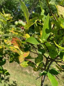 Blueberry bush with healthy green leaves on most branches. One branch has mottled leaves. Leaves lowest on branch have yellow splotches throughout the leaf with no discernable pattern. Leaves higher up branch are green, pink, and yellow in an irregular mosaic pattern.